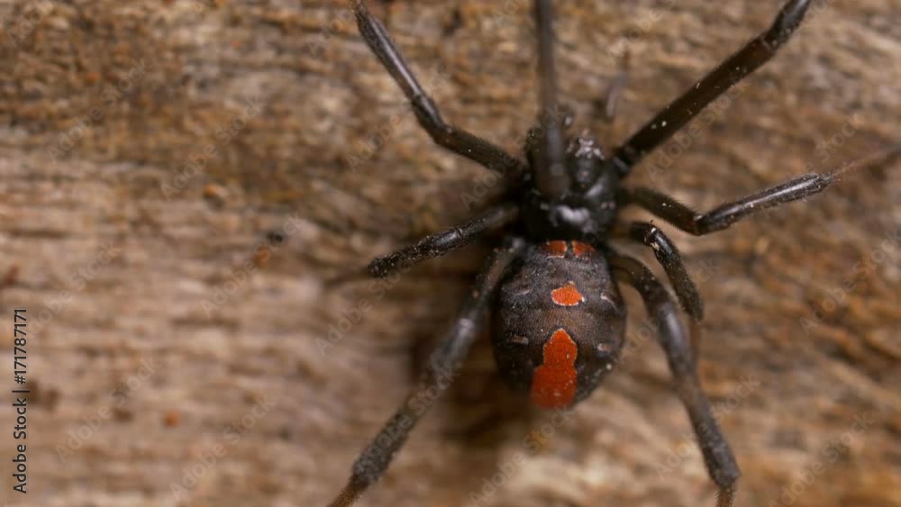 Brown widow spider on wood, close up Brown widow spider on wood, close up