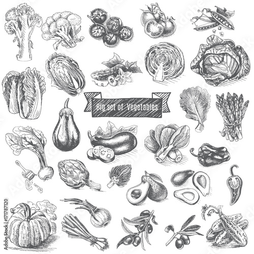 Vector illustration sketch - big set of vegetables.