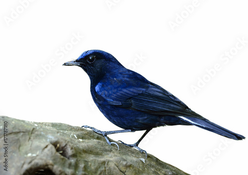 White-tailed robin (Cinclidium leucurum) beautiful dark blue bird perching on the wooden isolated on white background, exotic nature