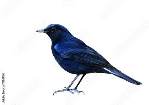 White-tailed Robin (Cinclidium leucurum) the beautiful dark blue bird fully standing isolated on white background, exotic creature photo