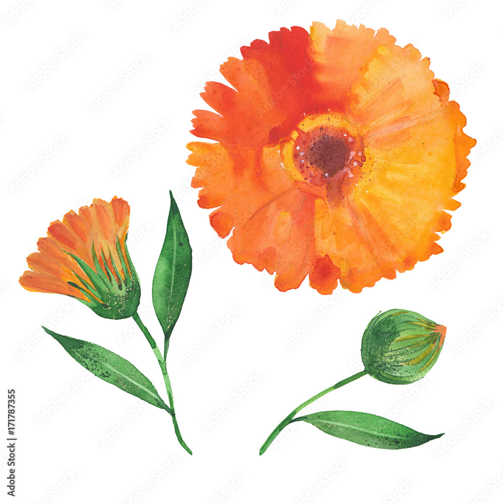watercolor calendula flower - obrazy, fototapety, plakaty 
