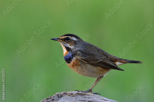 Bluethroat (Luscinia svecica) less blue color bird perching on rock showing its side feathers over fine green blur background