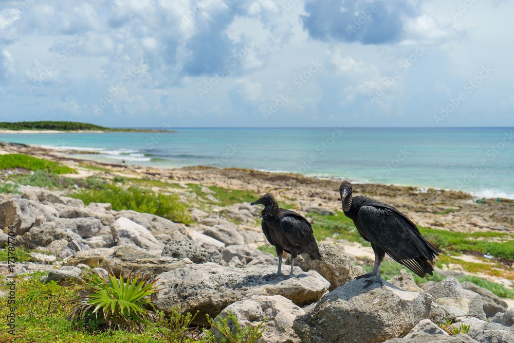 Fototapeta premium two black vultures on the seashore with a blue sky. Cozumel, Mexico.