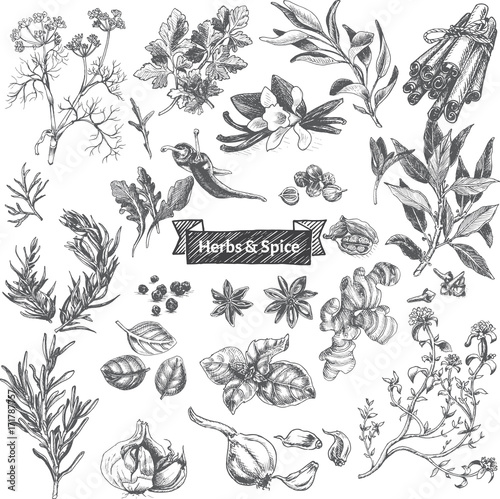 Vector illustration sketch - eco shop. Set of herbs.