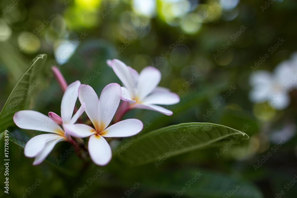 Fototapeta premium Hawaiian Flower