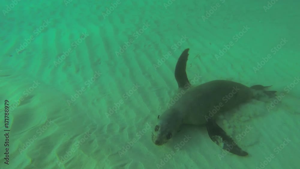 Seals in Port Phillip Bay Australia Seals in Port Phillip Bay Australia