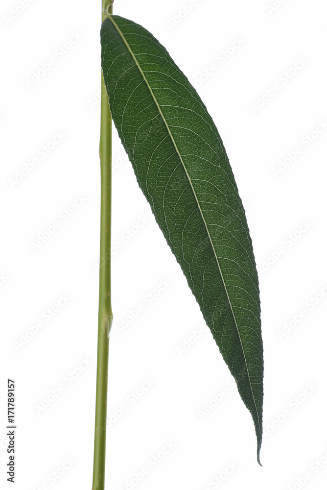 Fototapeta premium Willow leaf isolated on white background