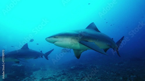 Wallpaper Mural Divers watch Fiji sharks, underwater POV Torontodigital.ca