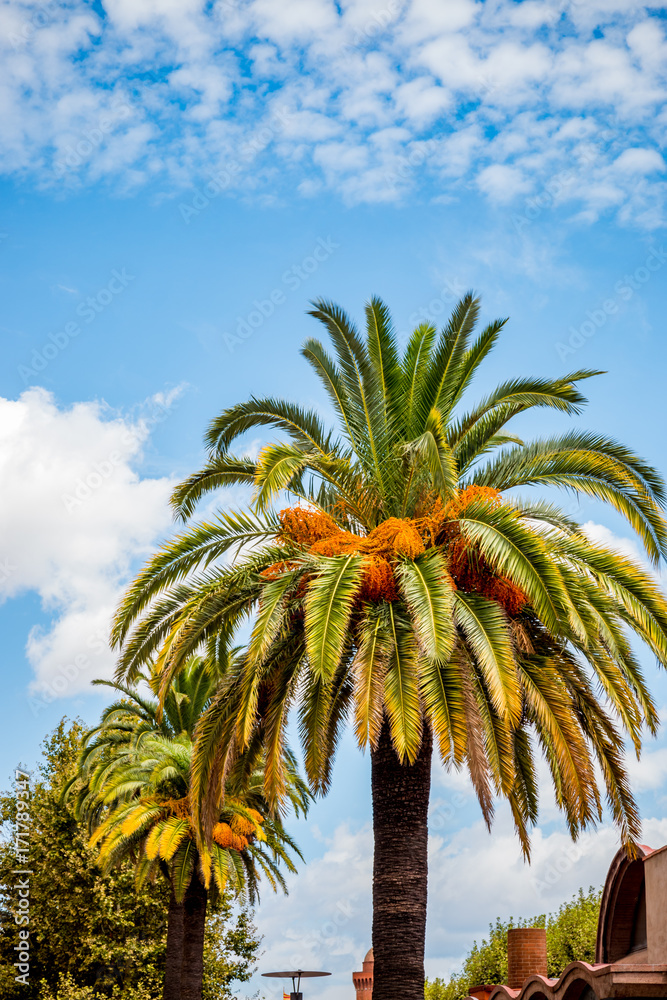 Les palmiers dattier de Perpignan
