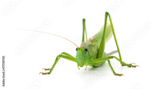 Locust © olhastock