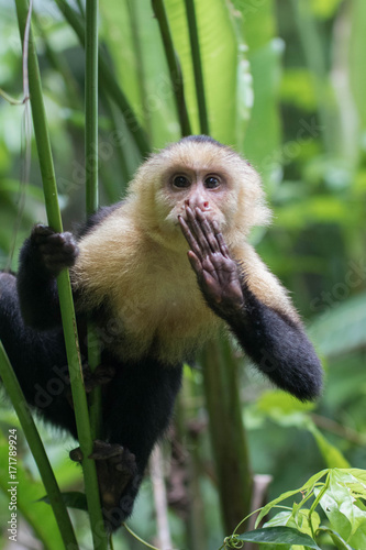 Canvas Print wild Capuchin (howler) monkey with hand over mouth holding onto tree