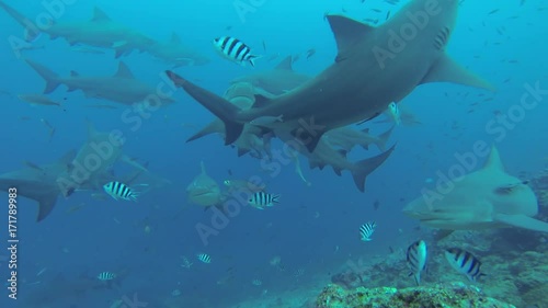Wallpaper Mural POV, sharks swim between fish Torontodigital.ca