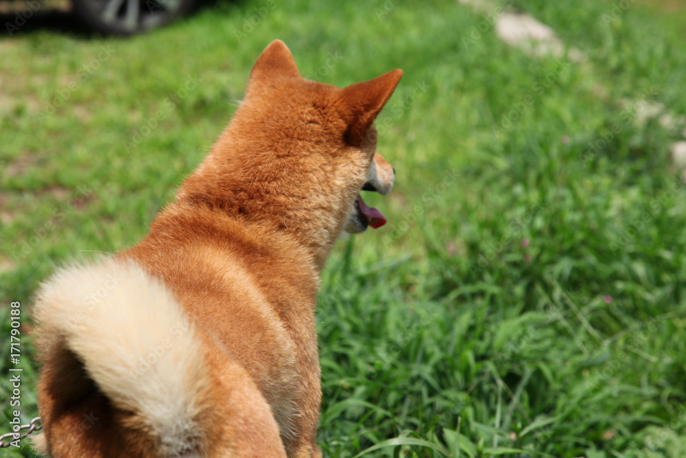 遠くを見る犬の後ろ姿 Stock Photo Adobe Stock
