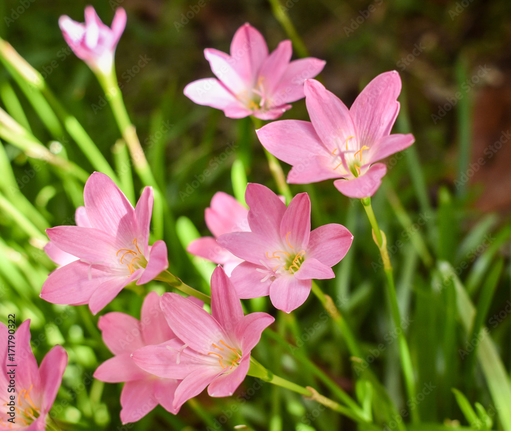 Beautiful highlighted pink rain lily or Zephyranthes grandiflora flower with shady garden background. Some folks in Thailand call it ground Lily.
