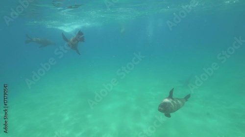 Wallpaper Mural Slow motion, seal swims in ocean Torontodigital.ca