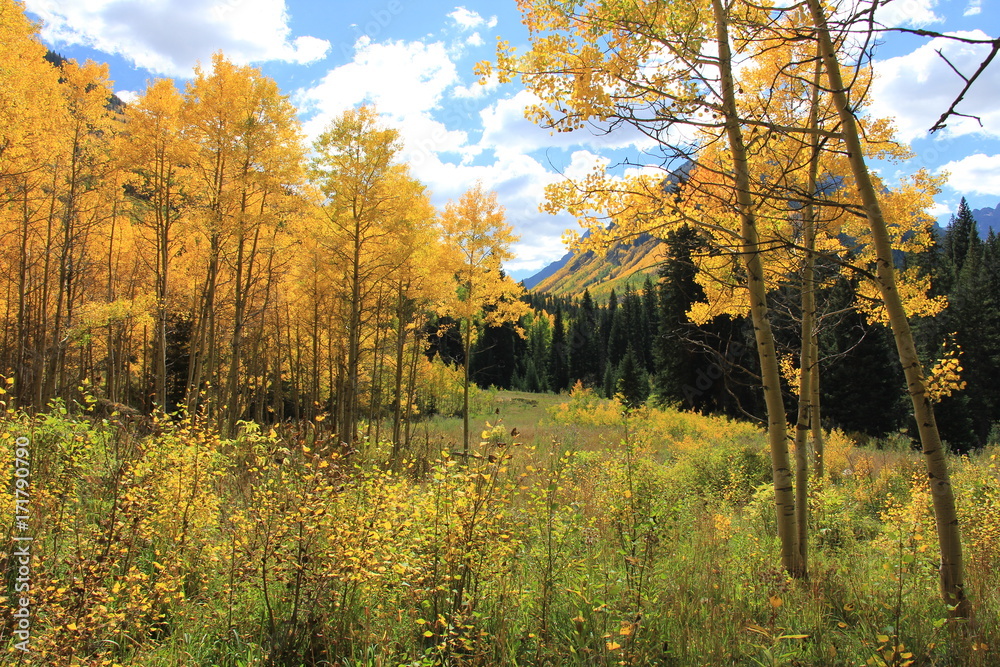 Fototapeta Kolory jesieni, Aspen Colorado