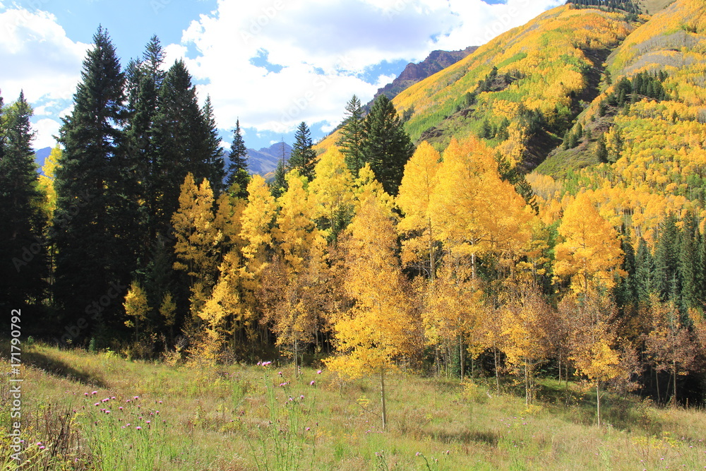 Fall Colors, Aspen Colorado