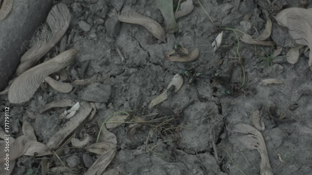 Flies flying around the ground, eating. Flies flying around the ground, eating.