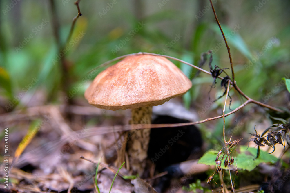 boletus mushroom growing in a forest clearing boletus mushroom growing in a forest clearing