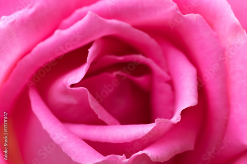 macro shot of a beautiful pink rose.