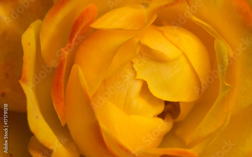 Macro shot of one lovely yellow rose.