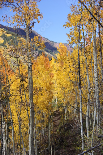 Fall Colors Aspen  Colorado