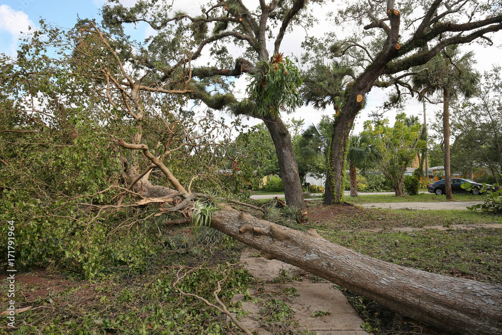 Massive tree falls in a residential neighborhood and blocks the street and sidewalk as Hurricane Irma goes through Fort Lauderdale, Florida. Massive tree falls in a residential neighborhood and blocks the street and sidewalk as Hurricane Irma goes through Fort Lauderdale, Florida.