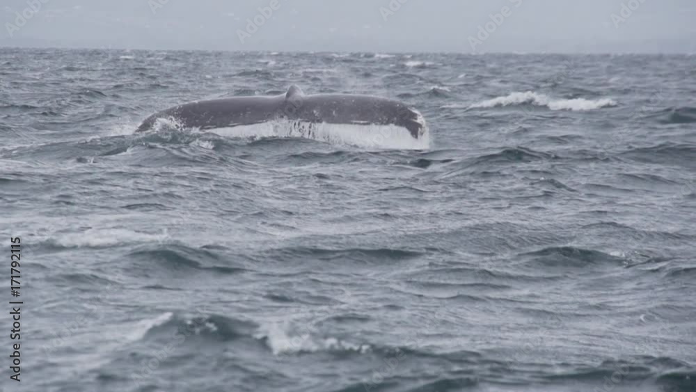 Humpback whale smacks tail at surface, slow motion Humpback whale smacks tail at surface, slow motion