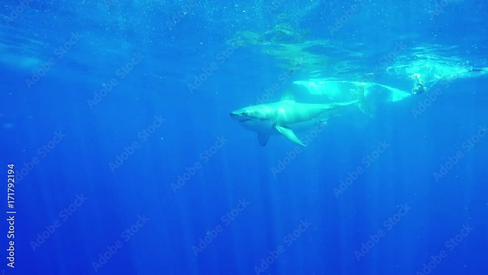 Great white shark chases bait underwater Great white shark chases bait underwater