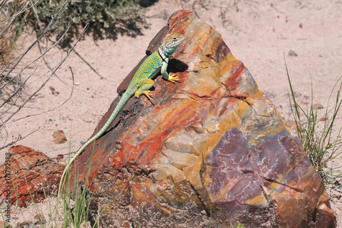 Crotaphytus collaris Eastern Collared Lizard on a piece of petrified  Rainbow wood. Petrified Forest National Park, Arizona