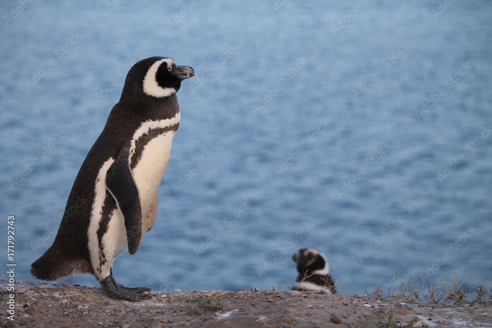 Fototapeta premium Pinguins