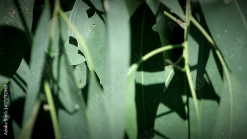 Eucalyptus Leaves Australia  photo