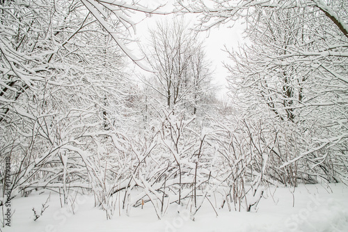 Snowy trees