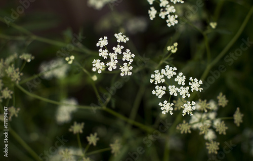 little white flowers on blurred green background