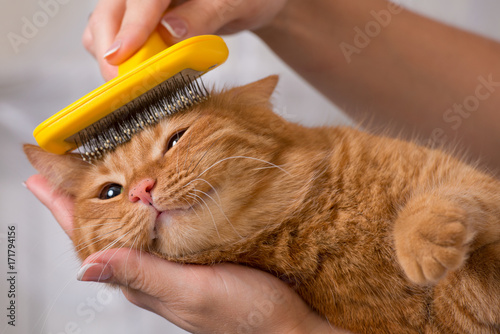 Woman combing her redhead cat	