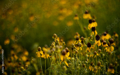 yellow flowers in a field
