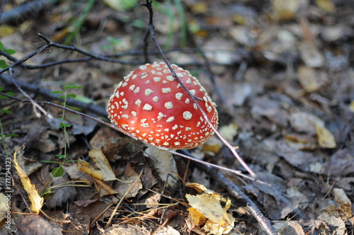 Red Amanita, Poisonous Organism, close up shot photo