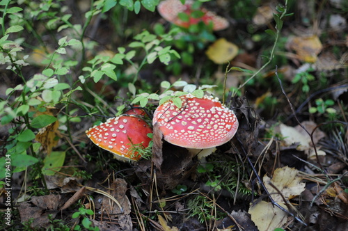 Red Amanita, Poisonous Organism, close up shot photo