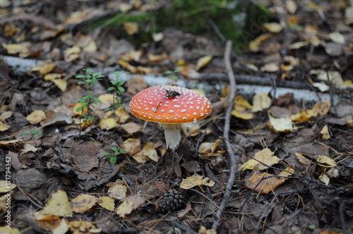Red Amanita, Poisonous Organism, close up shot photo