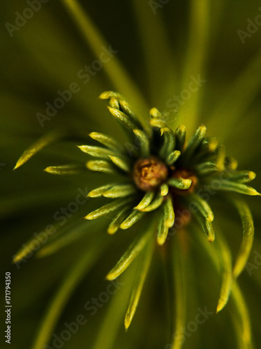 pine tree up close