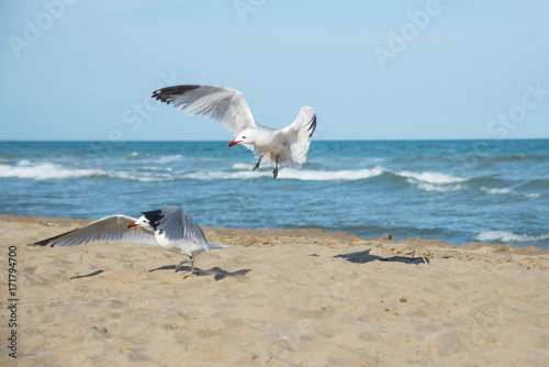 Seagulls on the coast of Mediterranean sea