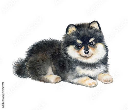 Pomeranian puppy isolated on white background. Pedigree dog. Watercolor. Illustration. Template