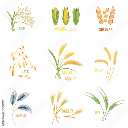 Cereal Plants vector icons illustrations.