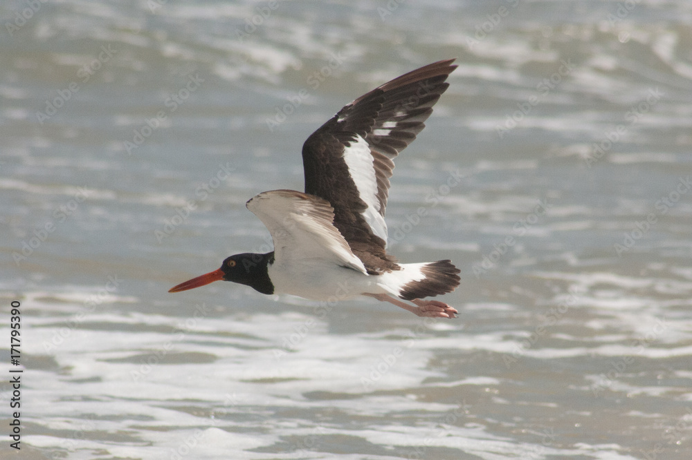 American Oystercatcher in Flight American Oystercatcher in Flight