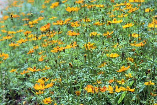 Yellow flowers field