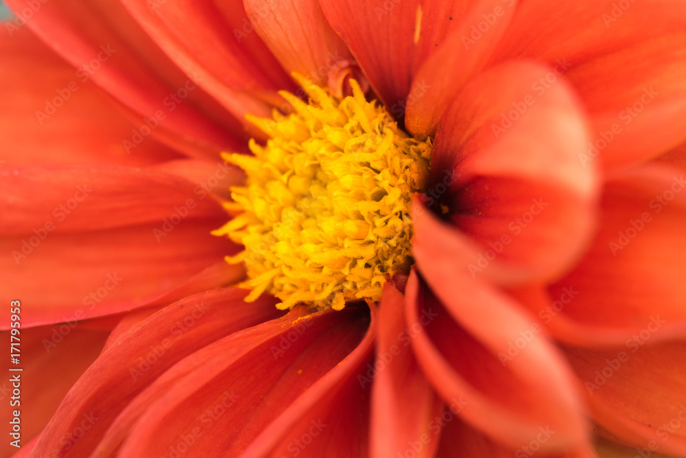 Tithonia rotundifolia, red flower Tithonia rotundifolia, red flower