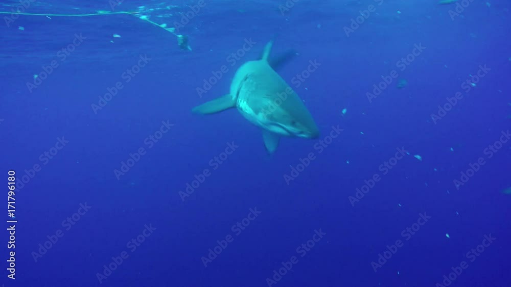 Cage POV, great white investigates bait in Fiji Cage POV, great white investigates bait in Fiji