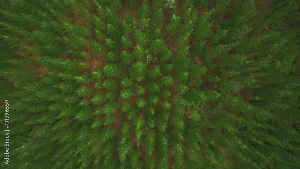 Overhead aerial, lush woodland landscape