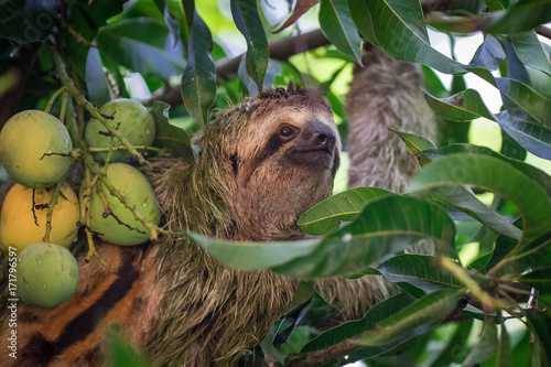 wild 3 toed sloth hanging in a tree smiling at the camera
