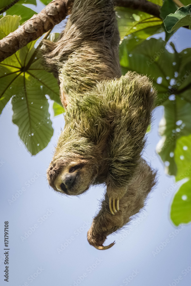 Wild Three Toed Sloth Hanging Upside Down From A Tree With Smiling Face